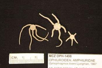 Media type: image; Invertebrate Zoology OPH-1498